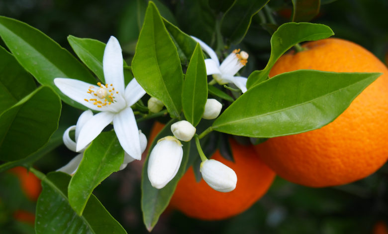 zagara fiore di arancio in Sicilia durante la fioritura degli agrumi